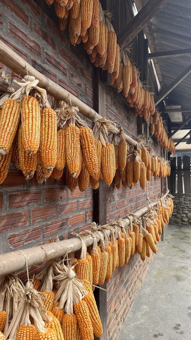 Mais nella stagione di raccolto