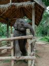 MandaLao Elephant Conservation Luang Prabang Laos