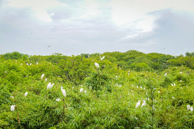 Santuario delle cicogne di Bang Lang Can Tho Vietnam