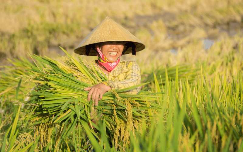La joie des agriculteurs vietnamiens après une récolte abondante en septembre