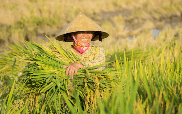 La joie des agriculteurs vietnamiens après une récolte abondante en septembre