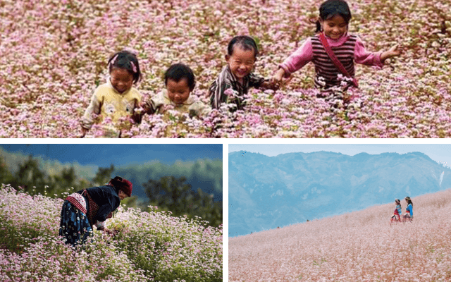 Festival fleurs sarrasin Hà Giang : paysages iconiques