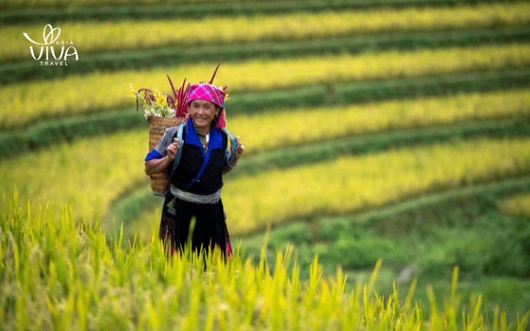 Sapa Vietnam - Il clima temperato di Sapa_Risaie dorate di Sapa_ L’incanto dell’autunno
