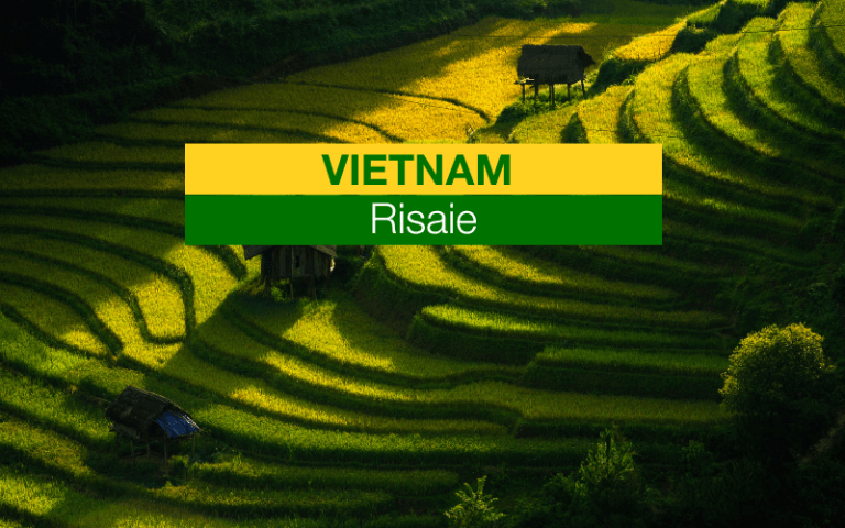 Baia Scopri le Risaie del Vietnam_ Guida alle Meraviglie NaturaliLan Ha_ Crociere e Cose Da Sapere