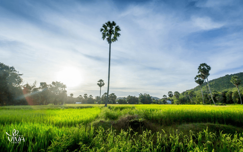La Cambogia a giugno_ natura verde e rigogliosa
